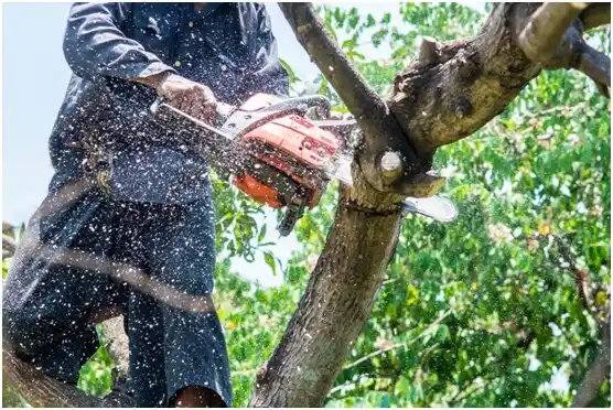tree services Marshfield